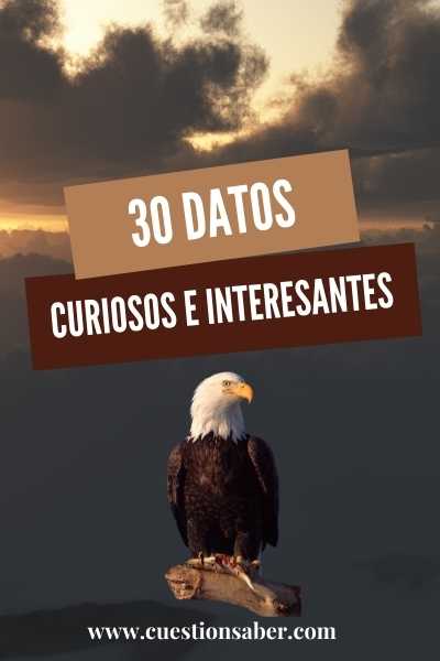 Datos Curiosos e Interesantes del ÁGUILA - Cuestión Saber