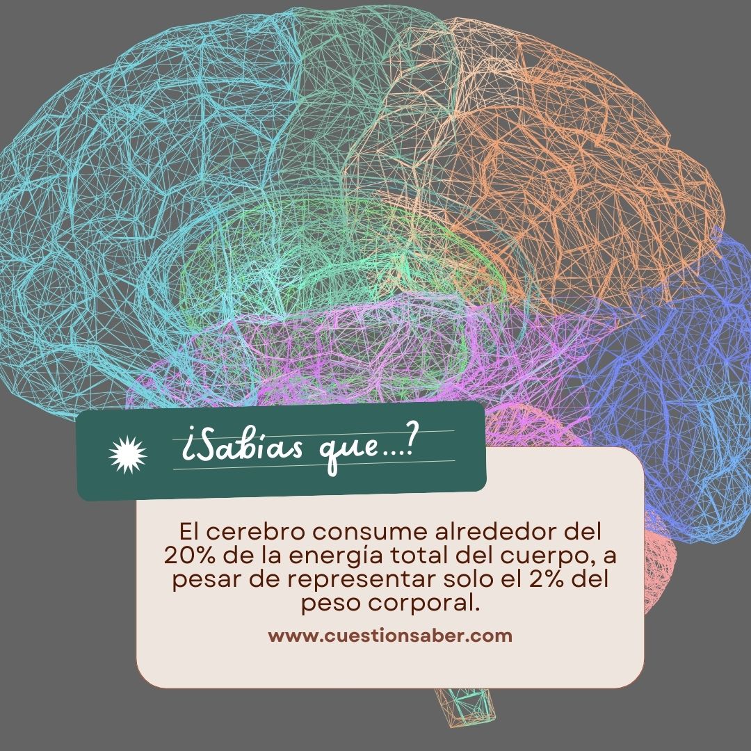 Sabias Que El Cerebro Consume Alrededor Del 20% De La Energía Total Del ...